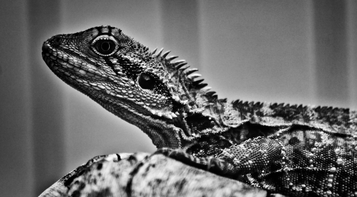 Getting to know the local wildlife Water Dragons in and around State